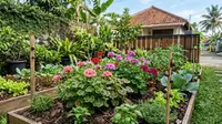 14 Tanaman Pengusir Siput yang Aman untuk Kebun Organik, Lengkap Cara Alami Mengendalikannya