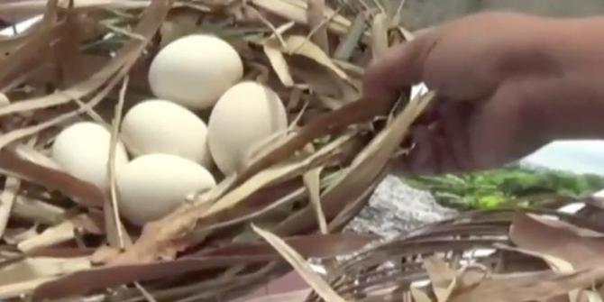 Indonesia Viral: Racun Dioxin dalam Sampel Telur Ayam