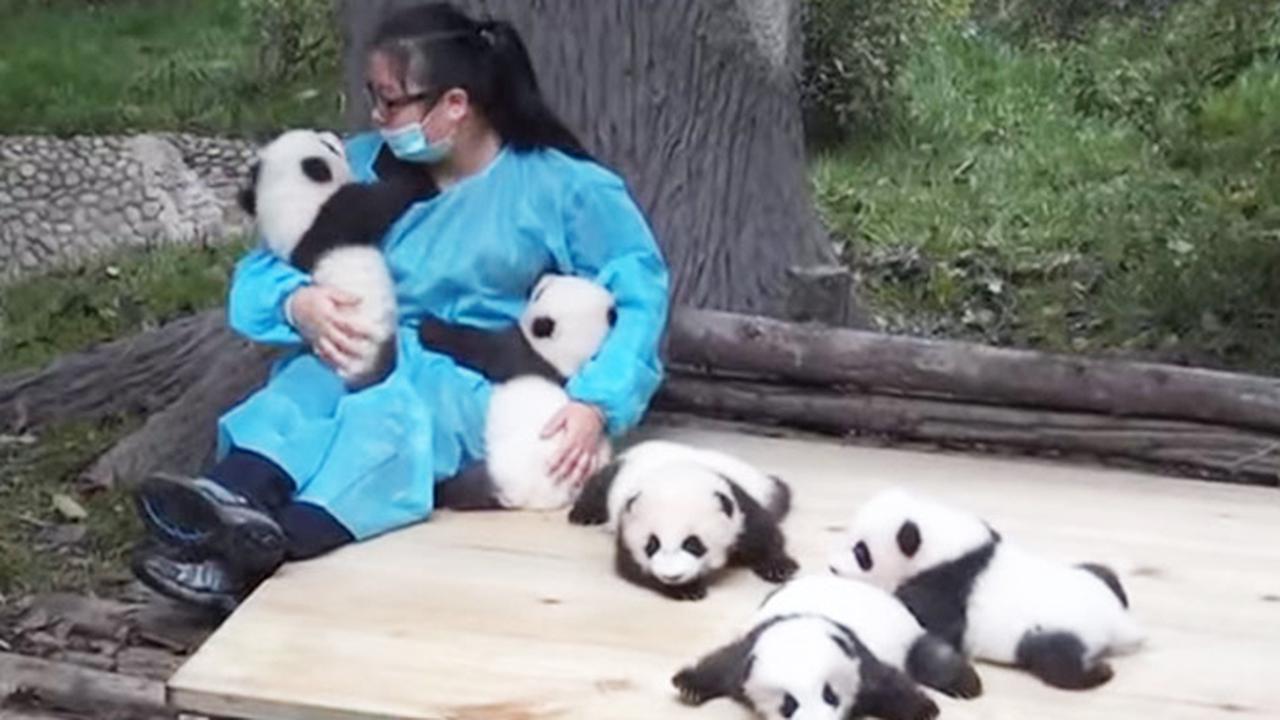 Lowker Unik, Dicari Pengasuh untuk Habiskan 365 Hari Urus Panda