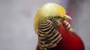 Seekor burung berjenis pegar emas terlihat di Hangzhou Safari Park, Provinsi Zhejiang, China, 13 November 2016. Burung yang dinamai Little Red itu mendadak jadi populer berkat gaya rambutnya yang mirip presiden terpilih AS Donald Trump. (REUTERS/Stringer)