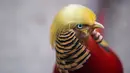 Seekor burung berjenis pegar emas terlihat di Hangzhou Safari Park, Provinsi Zhejiang, China, 13 November 2016. Burung yang dinamai Little Red itu mendadak jadi populer berkat gaya rambutnya yang mirip presiden terpilih AS Donald Trump. (REUTERS/Stringer)