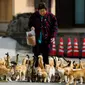 Kerumunan kucing yang mengerubungi perawat desa dan pejabat kota, Atsuko Ogata. Ia membawa kantong penuh makanan kucing untuk dibawa ke tempat pakan kucing di Pulau Aoshima. (Reuters, Thomas Peter)