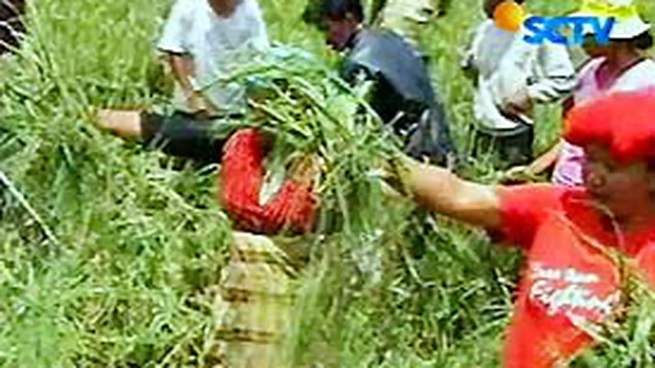 080807apadi-medan.jpg
