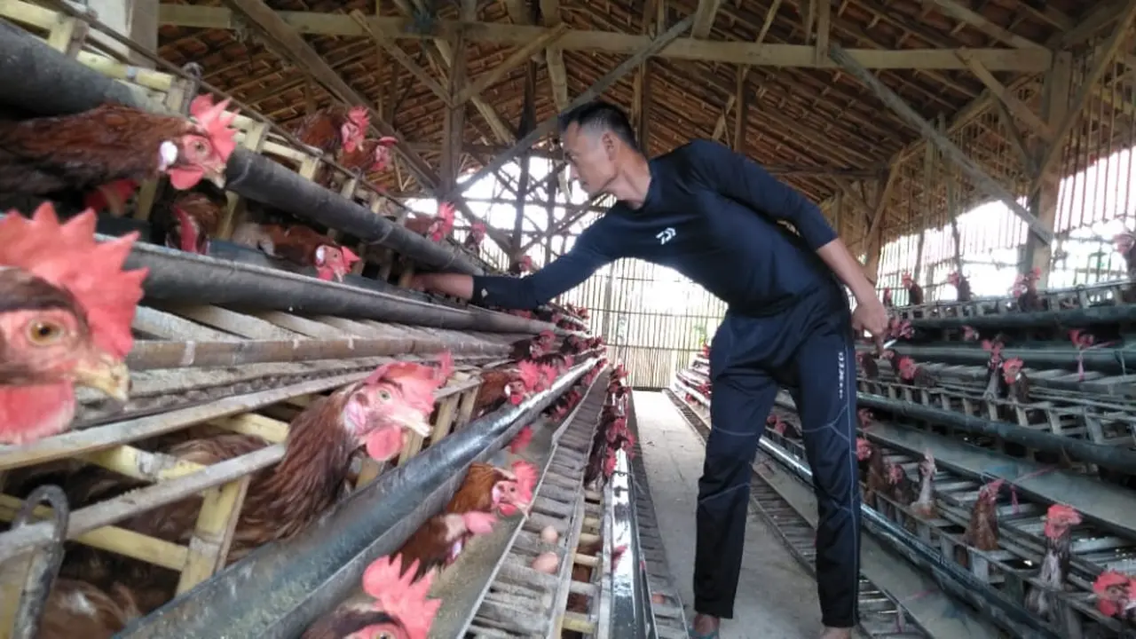 Foto : Salah seorang peternak di Kabupaten Sumenep sedang memberi pakan ayam peliharaannya (Mohamad Fahrul/Liputan6.com).
