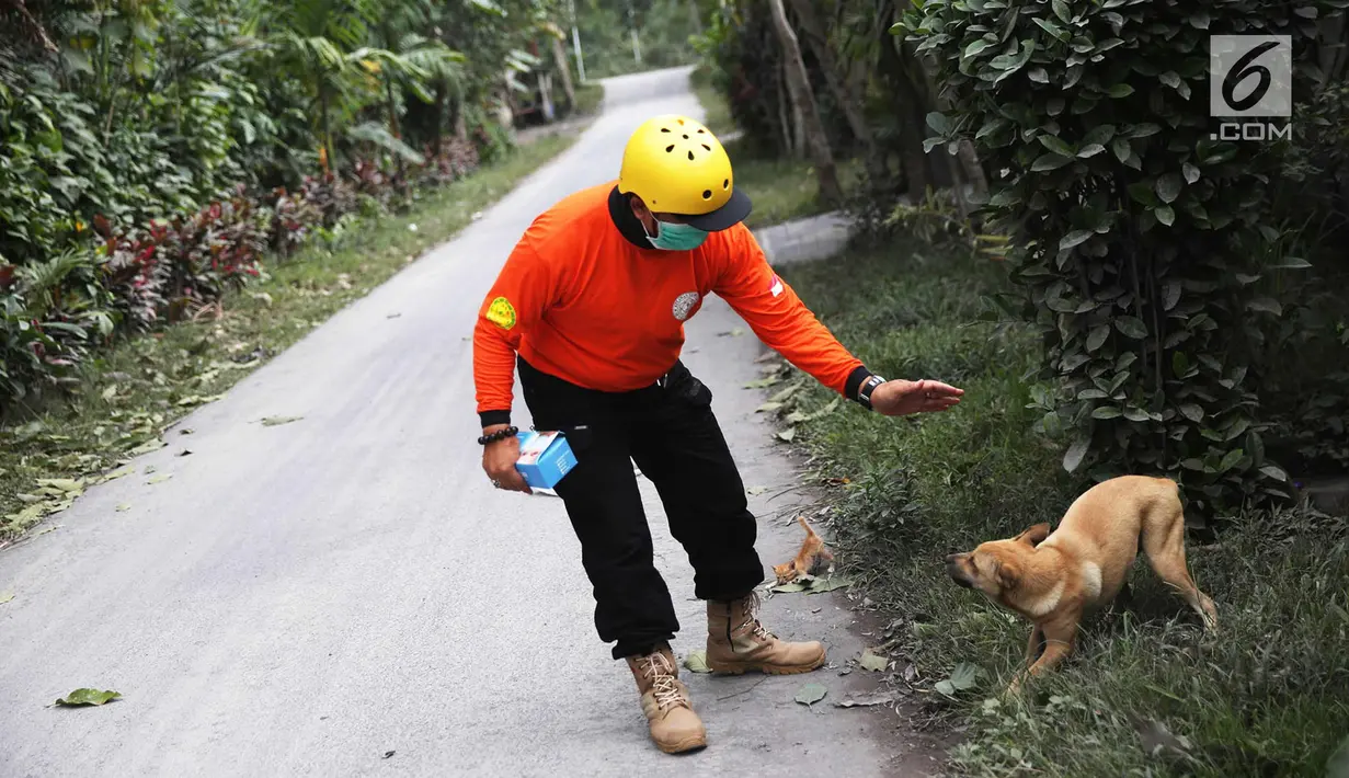 Petugas Basarnas menenangkan seekor anjing saat evakuasi di Kantor Kepala Desa Jungutan, Karangasem, Bali, Jumat (1/12). Erupsi Gunung Agung membuat para petugas Basarnas terus berupaya membantu warga. (Liputan6.com/Immanuel Antonius)