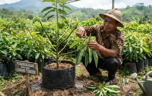 7 Tanda Pohon Alpukat Siap Dipangkas Agar Cepat Berbuah, Teknik Tepat Buah Lebat