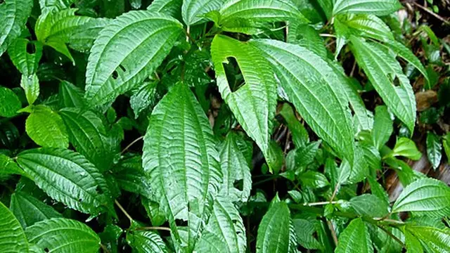Daun Pohpohan