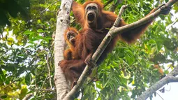 Foto selebaran tak bertanggal yang diambil oleh Pusat Informasi Orangutan dan dirilis pada 10 Juni 2026 menunjukkan orangutan Tapanuli di atas pohon di hutan Batang Toru di Sumatra Utara. Menurut para ilmuwan, tanah longsor yang dipicu oleh perubahan iklim memusnahkan hampir satu dari 10 spesies kera besar paling langka di dunia yang tersisa di Pulau Sumatra. (Handout/Pusat Informasi Orangutan/AFP)
