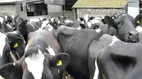 Sapi-sapi yang Gembira Saat Dibolehkan Keluar Kandang