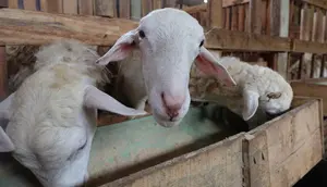 Kolagen Kulit Kambing dan Domba Berpotensi Kendalikan Tekanan Darah