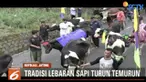Layaknya manusia, hewan sapi dan kambing ikut merayakan Lebaran di Boyolali, Jawa Tengah.
