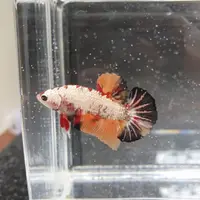Berawal dari hobi, Genia putuskan ikan cupan jadi ladang bisnis di masa pandemi (Foto: instagram/betta.tmarket)