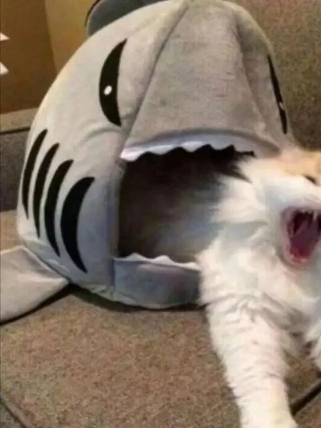 6 Potret Kucing Digigit Boneka Hiu Ini Mendalami Peran, Jago Akting