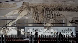 Berbagai spesimen paleontologi, model dinosaurus berskala besar, dan spesimen gajah Lin Wang dipajang di museum. (AFP/Sam Yeh)