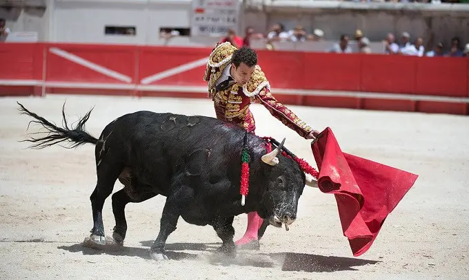 Ilustrasi Matador (AFP)