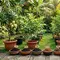 7 Media Tanam Terbaik untuk Pohon Buah dalam Pot Agar Subur, Cocok untuk Tabulampot