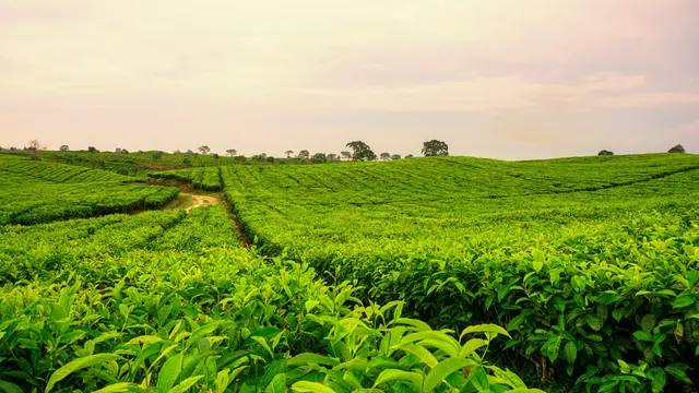 Ilustrasi Kebun teh sidamanik di Siantar