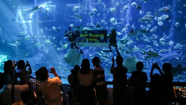 Glowing Ocean di S.E.A. Aquarium ©Resorts World Sentosa.