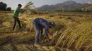 Sejumlah petani memanen padi di sebuah sawah di Desa Awantipora, Distrik Pulwama dekat Kota Srinagar, Kashmir yang dikuasai India (23/9/2020). (Xinhua/Javed Dar)