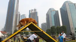 Pelatih sedang melatih anjing peliharaan dalam ajang Purina Pro Plan Boot Camp di Senayan, Jakarta (06/10). Dalam ajang ini, peserta  juga belajar memahami perilaku kucing dan anjing peliharaan. (Liputan6.com/Fery Pradolo)