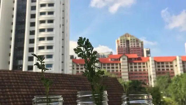 Urban Farming dari Apartemen, Solusi Bertani di Lahan Terbatas