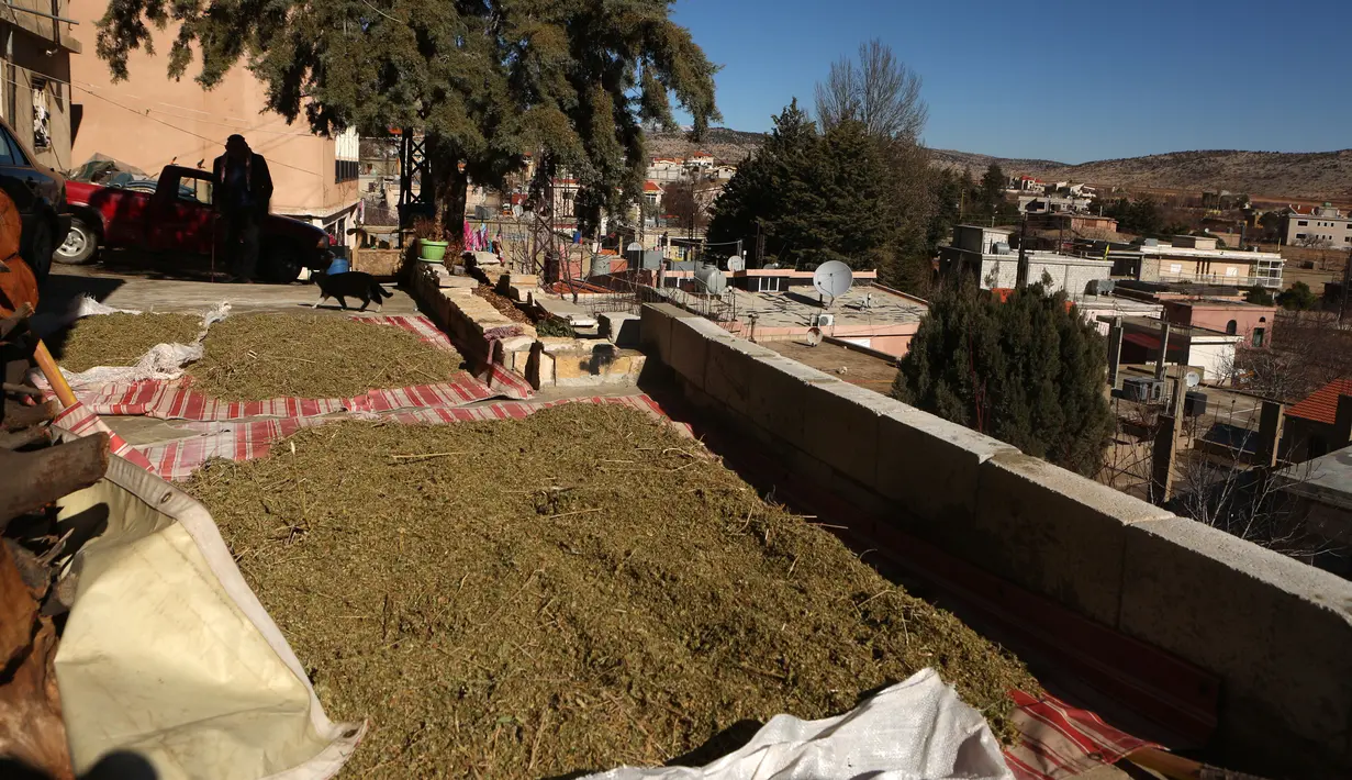 Tanaman ganja saat dijemur di atap sebuah rumah warga di Desa Yammouneh, Lembah Bekaa, timur laut dari Beirut, 9 Desember 2016. Petani setempat pun mengaku dapat keuntungan lebih banyak dari menanam ganja daripada tanaman lain. (AFP Photo/Patrick Baz)