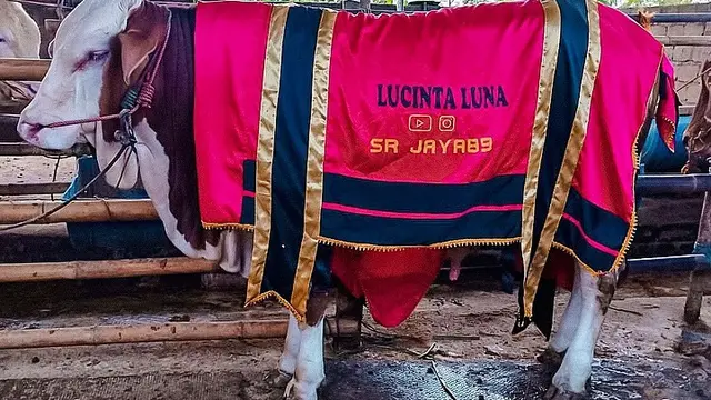 Hewan kurban Lucinta Luna. (Foto: Dok. Instagram @lucintaluna_manjalita)