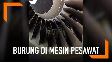 Sebelum lepas landas pada penerbangan dengan pesawat boeing 737-800 di bandara Melbourne, Australia ada tim yang akan memeriksa kondisi dari pesawat. Salah satu tim tersebut menemukan seekor burung hantu berwarna putih yang sedang tertidur.