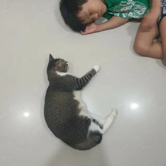 Setia Temani Majikannya yang Sakit, Kisah Kucing Buta yang Diadopsi Ini Bikin Pilu