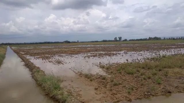 Selama Puluhan Tahun warga membuka rawa menjadi lahan pertanian produktif. (Foto: Liputan6.com/Petrus Sugeng untuk Muhamad Ridlo)