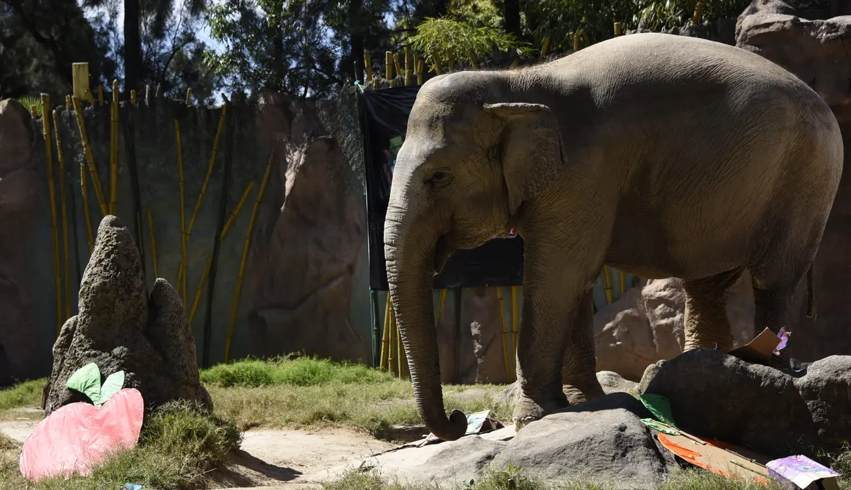 Gajah bernama Trompita merayakan ulang tahun ke-57 di Kebun Binatang Aurora, Guatemala City, Guatemala, Minggu (18/2). Trompita telah menjadi ikon Kebun Binatang Aurora. (JOHAN ORDONEZ/AFP)