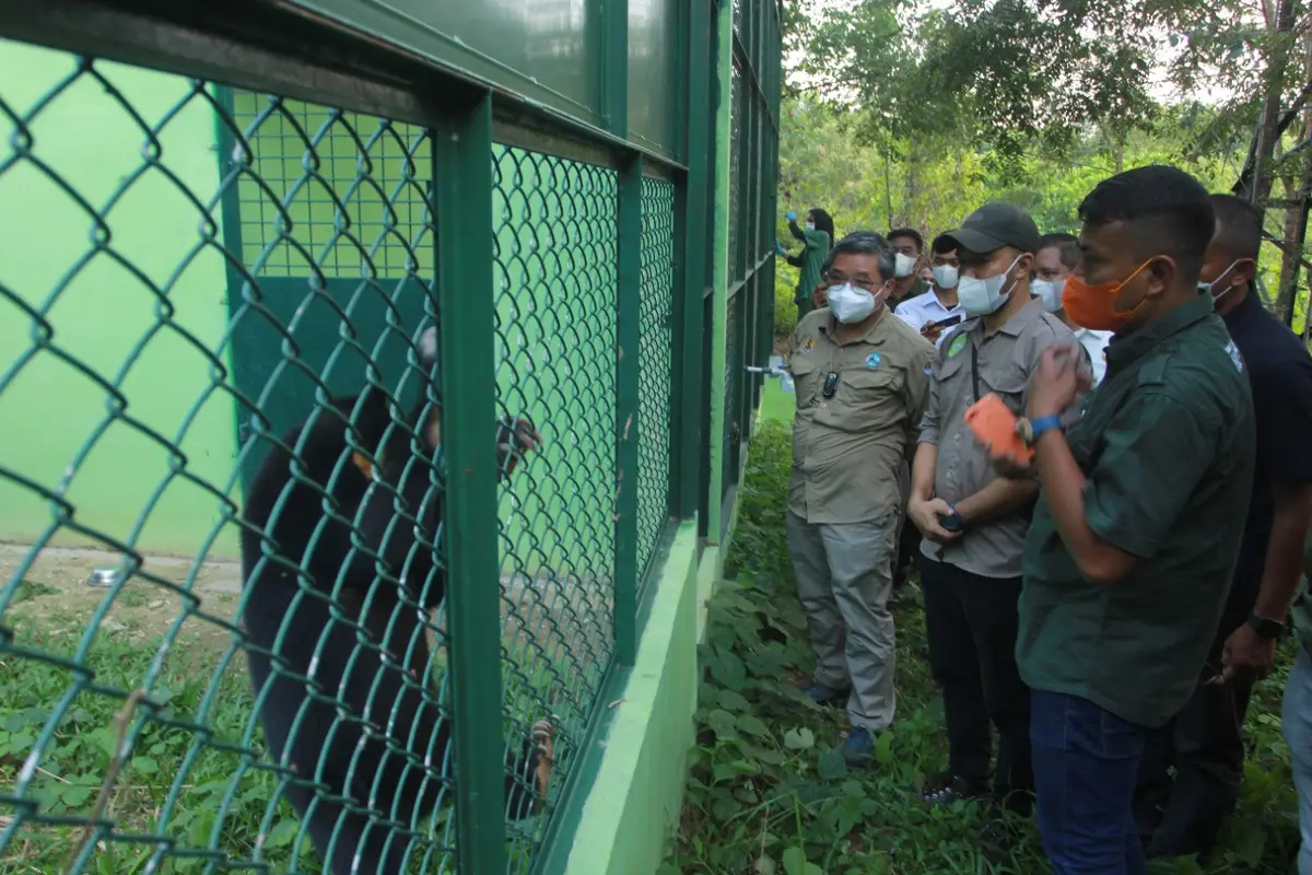 Pusat penyelamatan orangutan, beruang, dan primata dilindungi lainnya