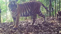 Keluarga harimau Rima tertangkap kamera (Liputan6.com / M.Syukur)