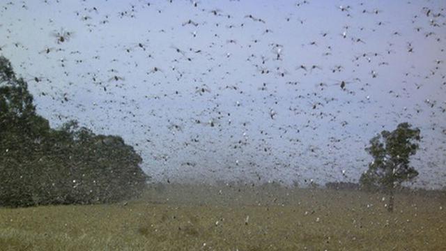 7 Serangan Serangga Paling Menakutkan