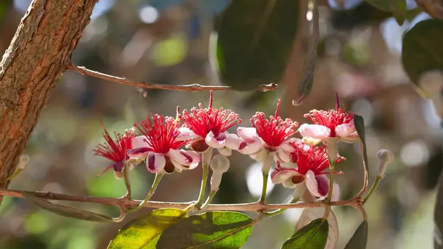 Feijoa Flower