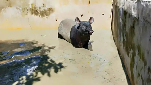 Tapir betina yang terjebak di kolam ikan warga Pekanbaru.