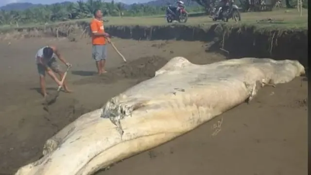 Nampak ekor hiu tutul yang terdampar di Muara Mbaduk Pesanggaran Banyuwangi, terpotong (Istimewa)
