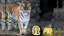  Harimau bernama Yunona beraksi saat akan melakukan pertunjukan ramal di kebun binatang Royev Ruchey di Krasnoyarsk, Rusia, Senin (7/11). Yunona akan meramal siapa yang akan menjadi Presiden AS nanti. (REUTERS/Ilya Naymushin)