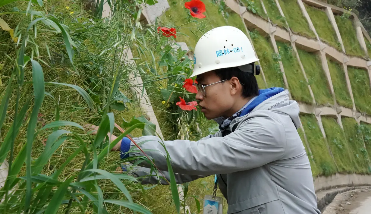Seorang pekerja sedang memeriksa pertumbuhan vegetasi untuk gelaran Olimpiade Musim Dingin Beijing 2022 di Distrik Yanqing, Beijing, ibu kota China (28/9/2020). (Xinhua/Zhang Chenlin)