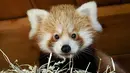 Bayi panda merah berada di kandangnya di Kebun Binatang Biotropica di Val-de-Reuil, Prancis, (28/8). Bayi panda merah ini lahir pada 16 Juni 2018 di Prancis. (AFP Photo/Charly Triballeau)