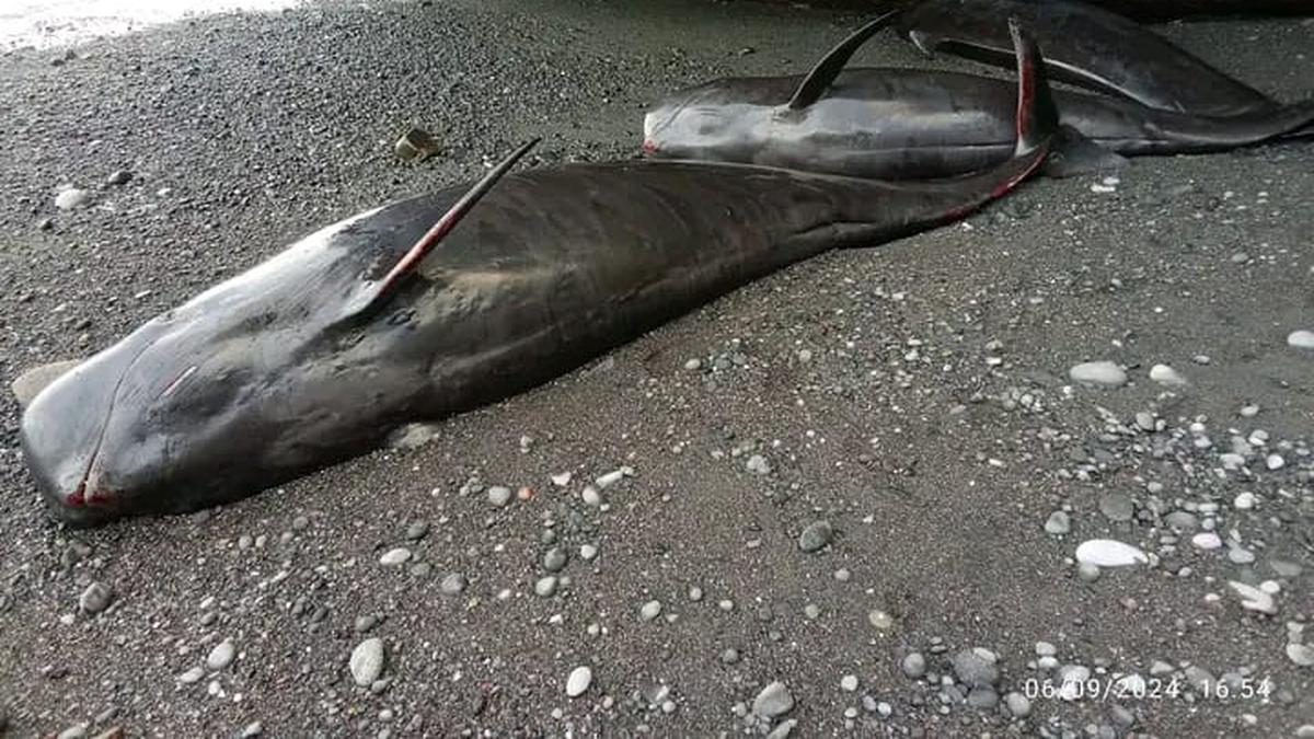 Warga Gelar Ritual Adat Penguburan Puluhan Paus  yang Mati di Pantai Alor NTT Berita Viral Hari Ini Kamis 19 September 2024