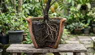 Cara Memilih Pot yang Tidak Membuat Akar Kepanasan, Cegah Tanaman Layu saat Kemarau