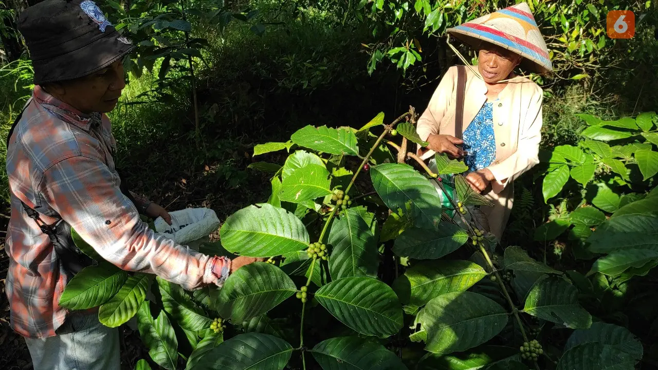 Petani Kopi Dulamayo