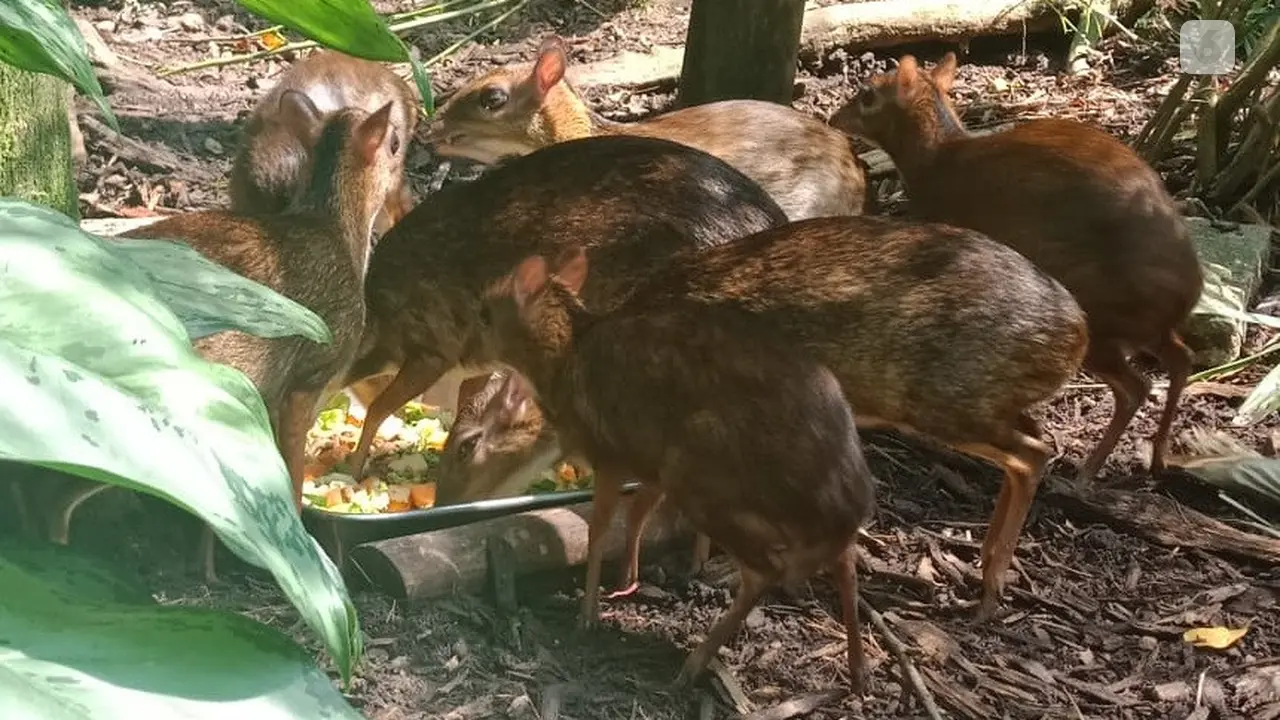 Fragile Forest, Singapore Zoo