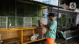 Petugas merawat hewan di ruang edukasi anak di halaman Kantor Kelurahan Karet, Jakarta Selatan, Selasa (30/3/2021). Adanya spot foto bertema go green dan kolam terapi ikan menambah daya tarik ruang edukasi anak tersebut. (Liputan6.com/Johan Tallo)