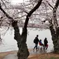 Wisawatan berjalan melintasi pohon Sakura yang sedang mekar di Washington (4/2). Festival Cherry Blossom tahun ini berlangsung dari 20 Maret sampai 15 April. (AP Photo/Jacquelyn Martin)