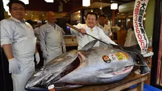 Pengusaha restoran sushi Jepang, Kiyoshi Kimura memamerkan ikan tuna sirip biru seberat 278 kg di restorannya, Tokyo, Sabtu (5/1). Tuna raksasa itu dibeli dalam lelang perdana 2019 dengan harga USD3,1 juta atau setara 43,4 miliar. (Kazuhiro NOGI/AFP)