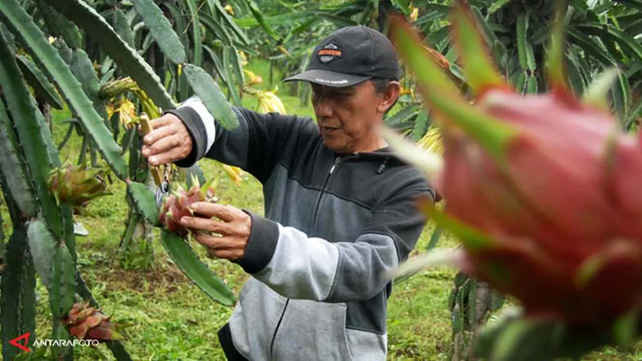 buah-naga-140127a.jpg