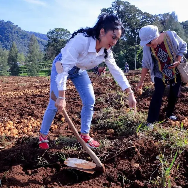 6 Momen Krisdayanti Ajak Kedua Anaknya Panen Kentang di Ladang Warga, Aksinya Banjir Pujian
