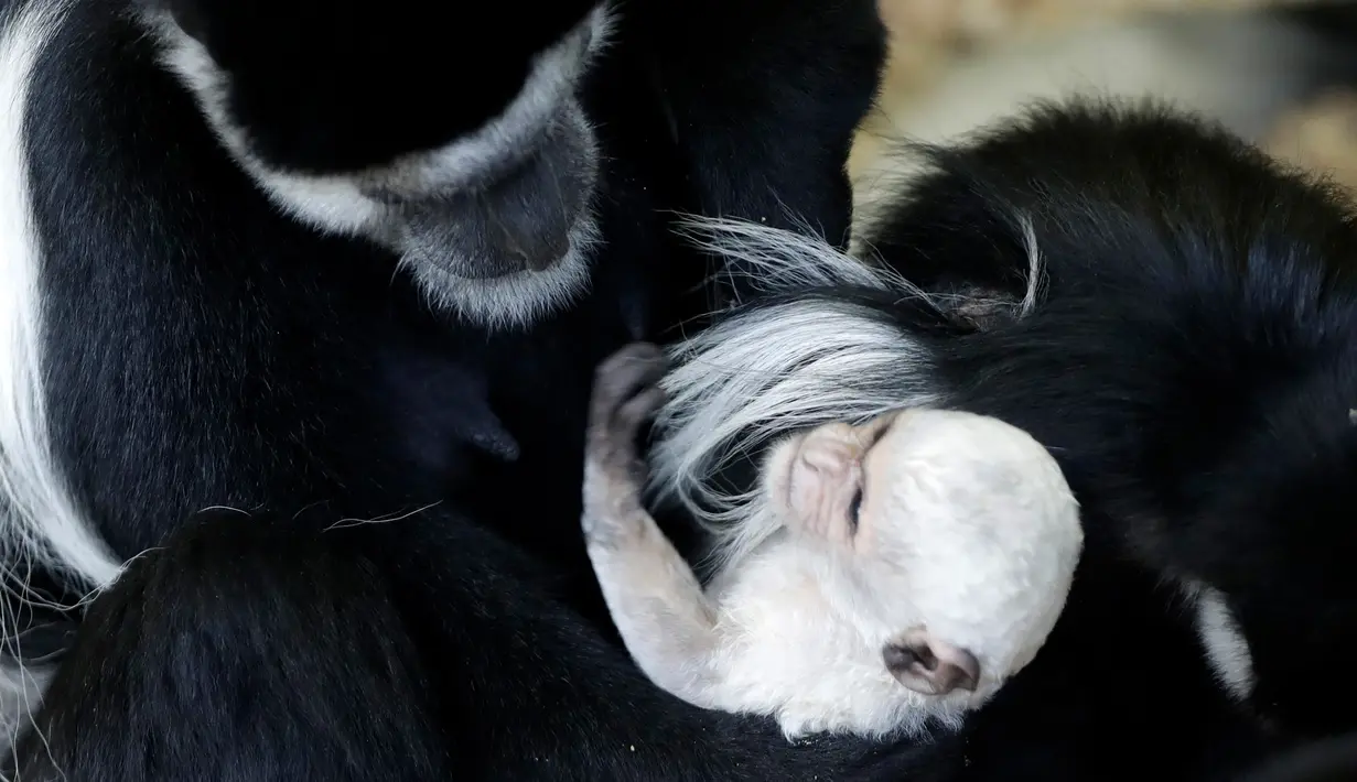 Guereza dewasa memegang bayi guereza yang baru lahir di kebun binatang di Praha, Republik Ceko, Rabu (26/2/2020). Bayi guereza dengan jenis kelamin yang masih belum diketahui tersebut lahir pada 24 Februari 2020. (AP Photo/Petr David Josek)